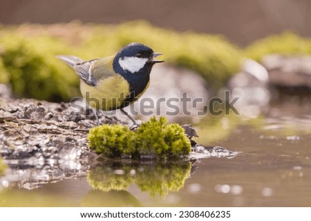 A great tit drinks water from a forest lake. Parus major. Portrait of a cute titmouse. Wildlife scen e with a tit.                                