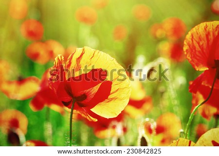 Meadow with beautiful bright red poppy flowers in spring
