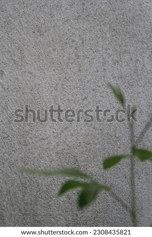 Blank cement wall surface with blurred green leaves, sand cement wall background with green leaf