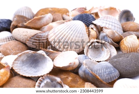 Multicolored sea shells and stones Royalty-Free Stock Photo #2308443599