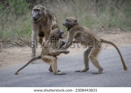 Baboon juveniles play fighting in the road in the Kruger National Park