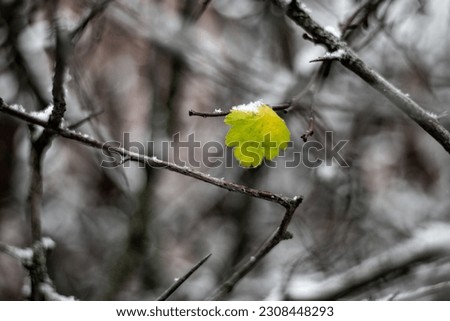 A winter picture of a branch with a green leaf