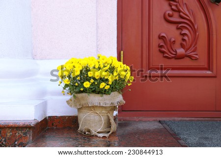 Flowers in pot on wooden door background