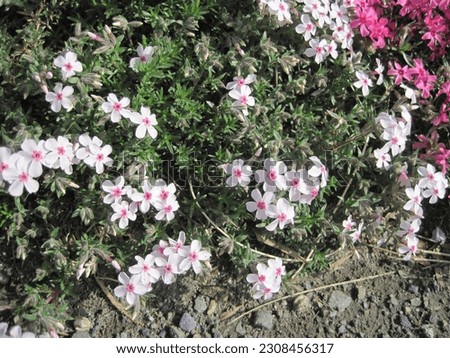 Pictures of Pink  Moss phlox Flowers     