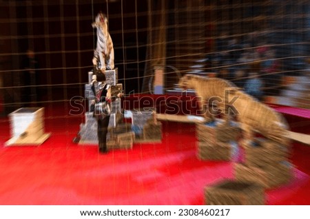Abstract blurred image of circus performance. Woman and trained white tigers in defocus, background 