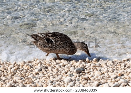 The Duck searches for food in the sea