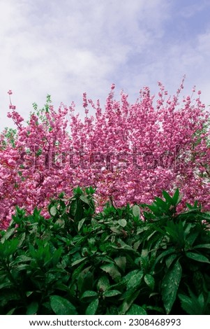 Pink Sakura tree flowers behind of green leafs, pink sakura background with blue sky, beautiful postcard concept, upright vertical image for story, copy space, high saturation and vibrance
