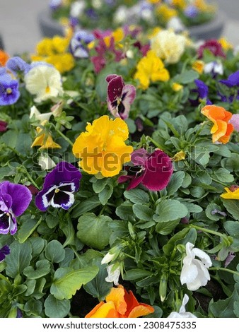 Multicolored pansies on a background of green foliage on a sunny day