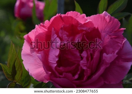 blossom of the peony in pink
