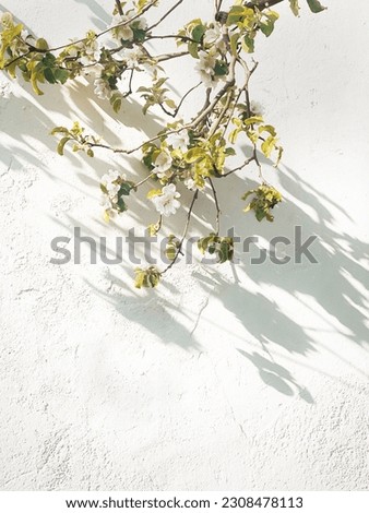 Appleblossoms on white textured concrete background with dappled shadows, spring themed bright backdrop