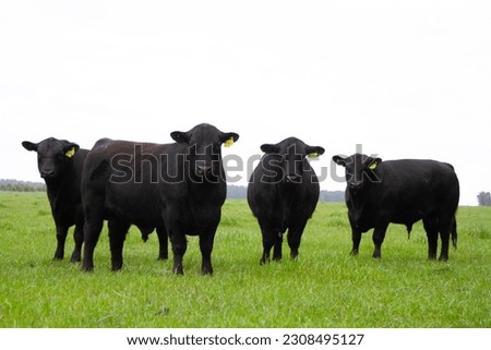Work in an south patagonia argentina s cattle ranch hereford and angus Royalty-Free Stock Photo #2308495127