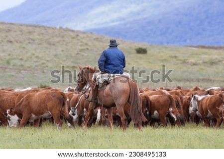 Work in an south patagonia argentina s cattle ranch hereford and angus