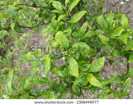 Green Chili Plant( family-Solanaceae) In My Garden Sri Lanka 2023.05.26