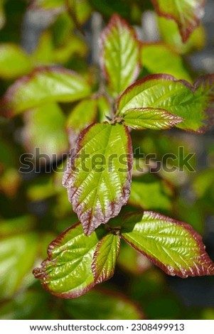 Parottia Persian Spire leaves - Latin name - Parrotia persica Persian Spire Royalty-Free Stock Photo #2308499913