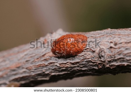 
nut tree bark louse insect