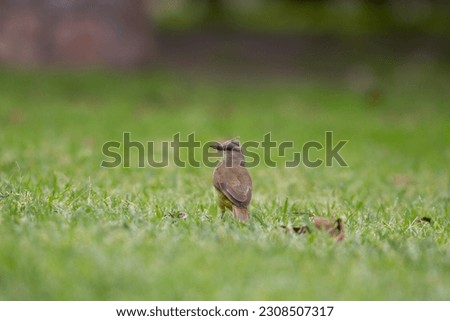 Cute and small birds of argetina