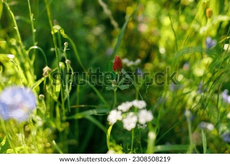 Red clover in wild countryside garden. Blooming trifolium wildflowers in sunny summer meadow. Biodiversity and landscaping garden flower beds.