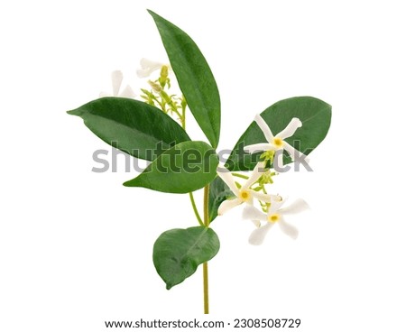 Star jasmine isolated on white background, Trachelospermum jasminoides