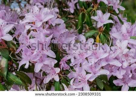 light pink blue rhododendron brush.