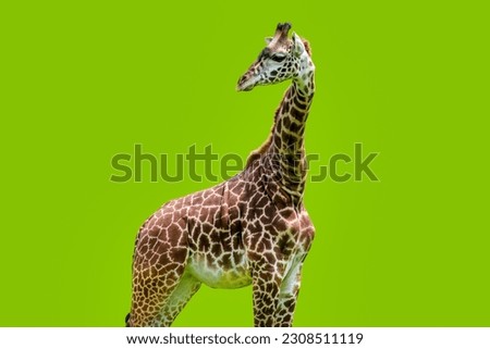 Giraffe animal isolated in green background