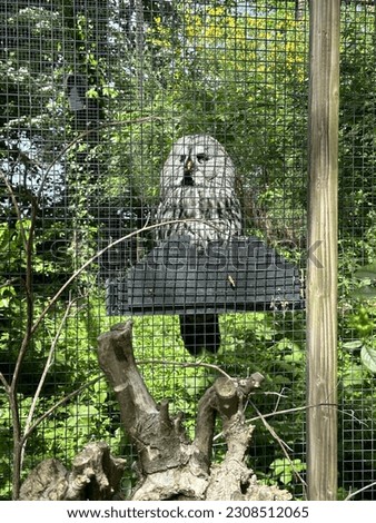 Owl forest nature animal outdoor