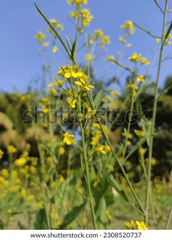 The mustard flower plant is any one of several plant species in the genera Brassica and Sinapis in the family Brassicaceae (the mustard family).