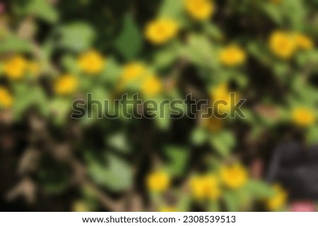 Defocused background of yellow flowers