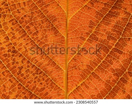 close up autumn leaf texture, leaf of Cannon-ball Tree ( Couroupita guianensis Aubl. )