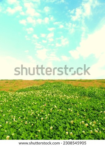 Autumn white clover blooming Edogawa bank and blue sky landscape