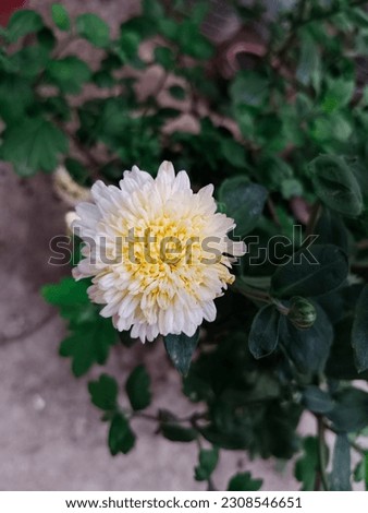 The white chrysanthemums are blooming in floor garden. Selective focus. High picture quality. 