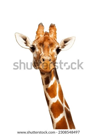 Giraffe isolated close up photo in a zoo on a white background, cute, funny, happy giraffa portrait face shot.