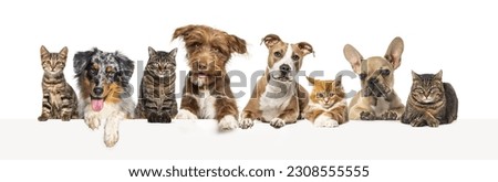 Large group of pets together, cats and dogs, above an empty web banner to place text.