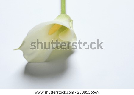 Beautiful calla lily flower on white background, closeup. Space for text