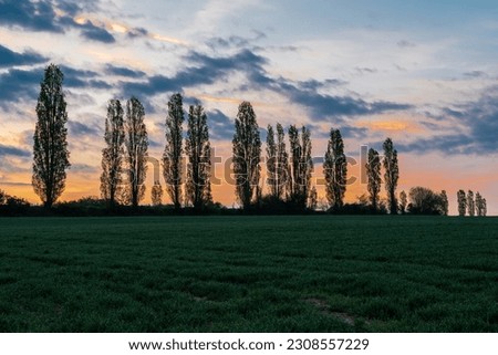 A spectacular long exposure sunrise with an amazing colored sky with a silhouette of the rolling hills in an Italian landscape with the Tuscan Poplar trees. This can also be found in the Netherlands
