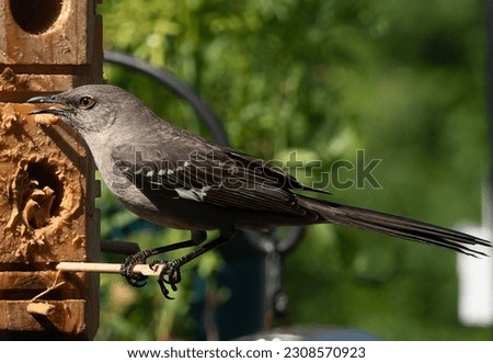A Northern Mockingbird on the bird feeder                               