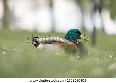 Duck in the Wild Green Grass