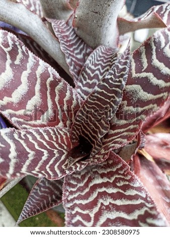 unique purple leaves with white pattern in summer