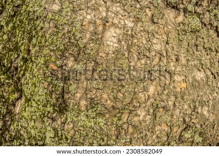 Background detail of a bark of a tree