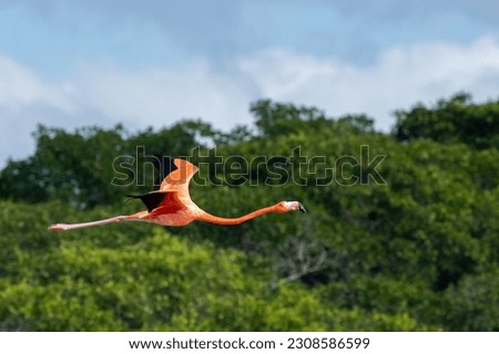 American flamingo flying over mangroves Royalty-Free Stock Photo #2308586599