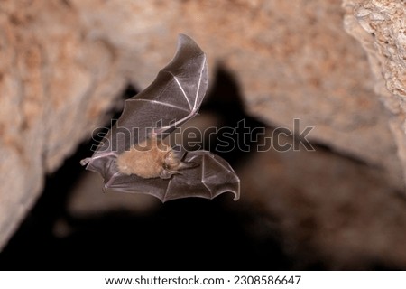 Cozumelan golden bat flying in cave Royalty-Free Stock Photo #2308586647