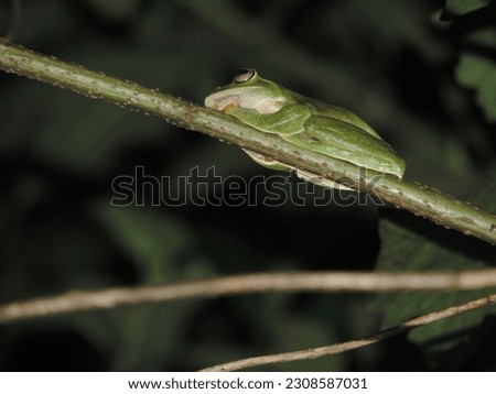 The Malabar gliding frog is a green frog and can jump very far.