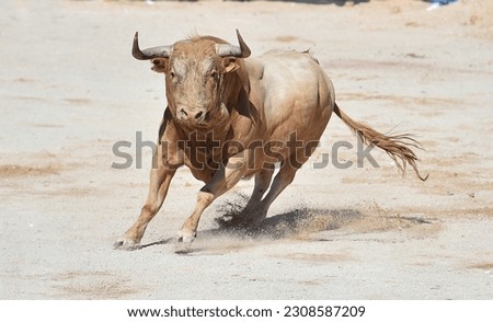 Spanish bull with big horns in  in a traditional spectacle of bullfight Royalty-Free Stock Photo #2308587209