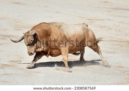 Spanish bull with big horns in  in a traditional spectacle of bullfight Royalty-Free Stock Photo #2308587569