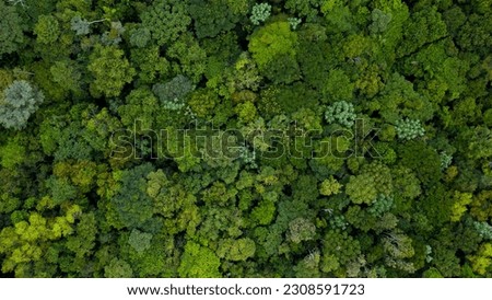 Aerial Majesty: Bird's-Eye View of the Amazon Rainforest Canopy