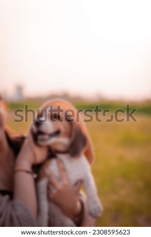 Dogs Background. Puppy pet cute dog Defocused Background abstract. Blurred Bokeh