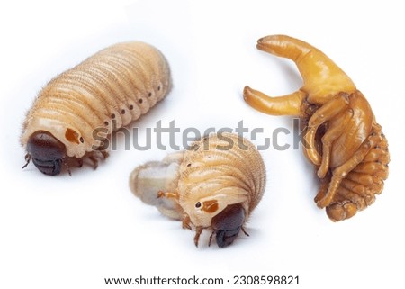 picture larvae and pupa of  stag bettle