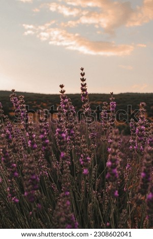 Nature scenery picture twilight blooming lavender

