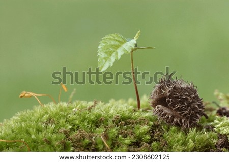 Beech (Fagus sylvatica), seedling and beechnut, North Rhine-Westphalia, Germany Royalty-Free Stock Photo #2308602125