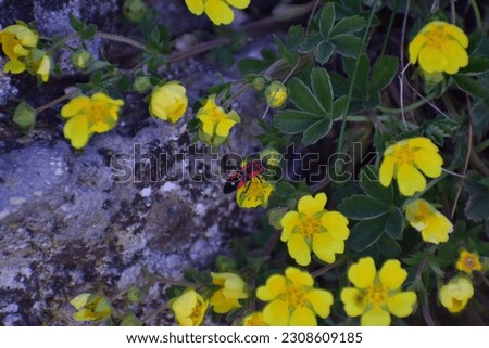 Small yellow flowers growing on rocks and stones. small flowers close-up on a background of moss and green grass. nature background. photo wallpaper. no people. beautiful bokeh. rocks and stones.