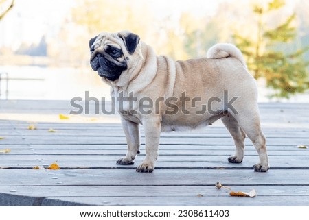 Pug dog in the park near the lake on a wooden platform in sunny weather Royalty-Free Stock Photo #2308611403